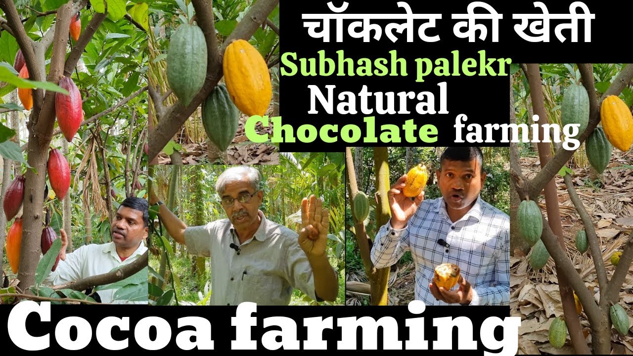 Cocoa farming, Chocolate farming in India चॉकलेट की खेती, #naturalfarming #cocoafarming