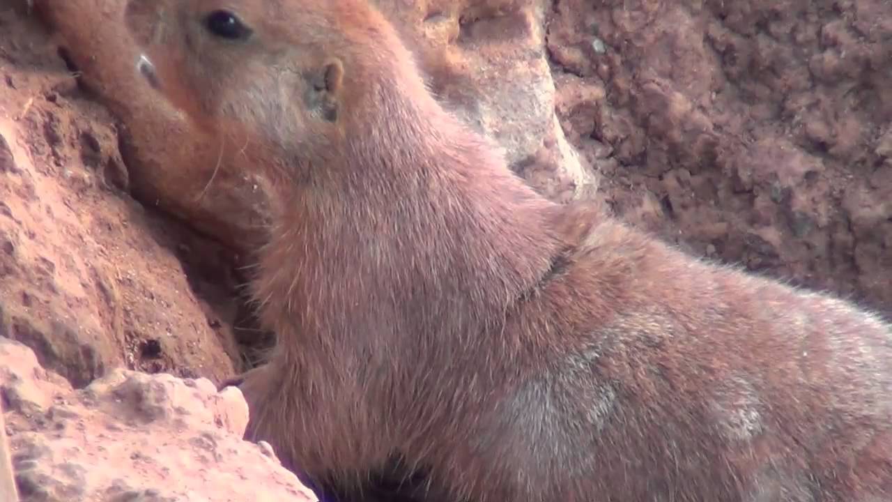Prairie Dogs Barking