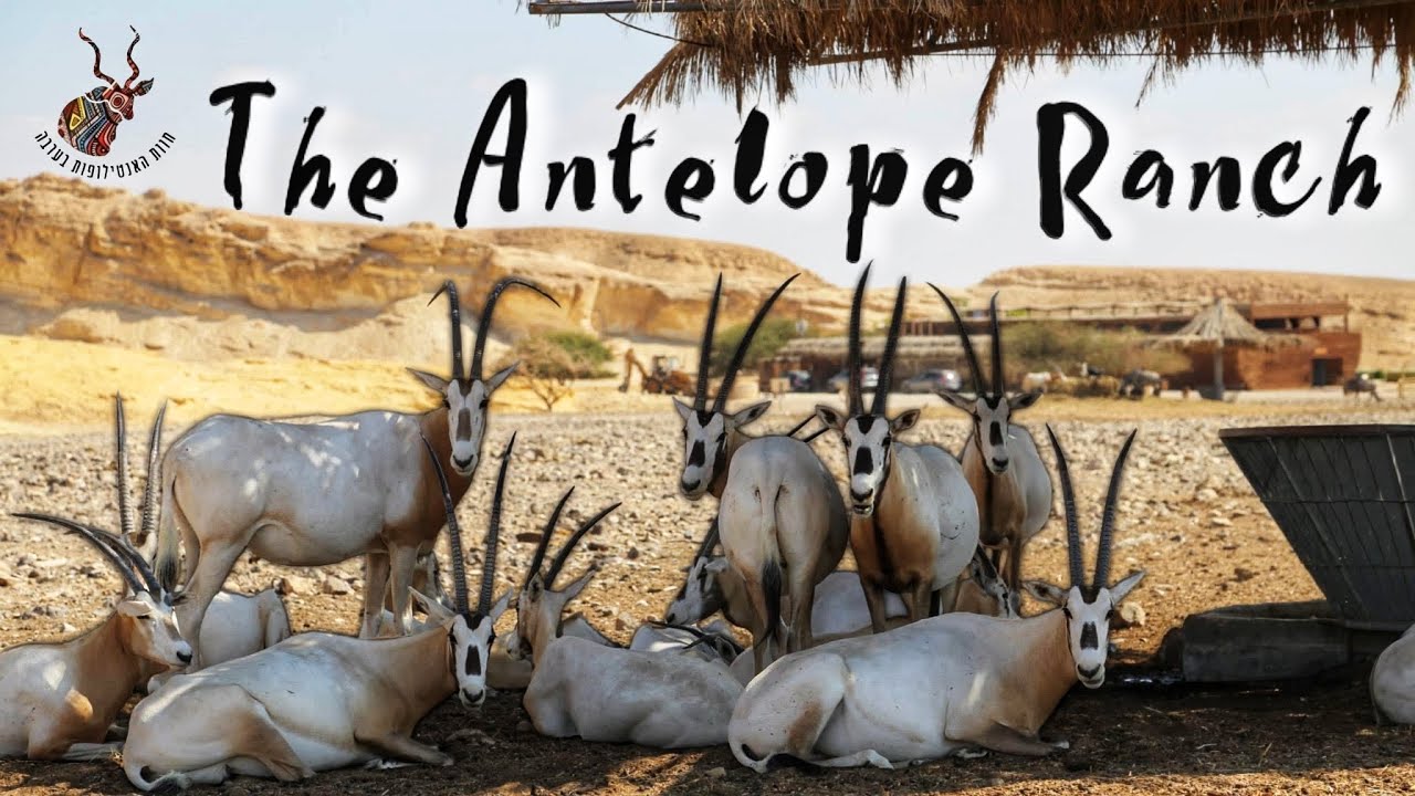 THE ANTELOPE RANCH I Yohanna Tal