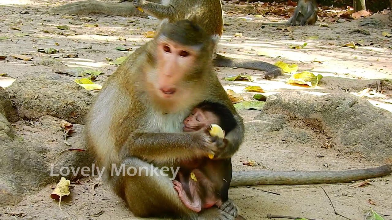 Baby Monkey Alba Cry