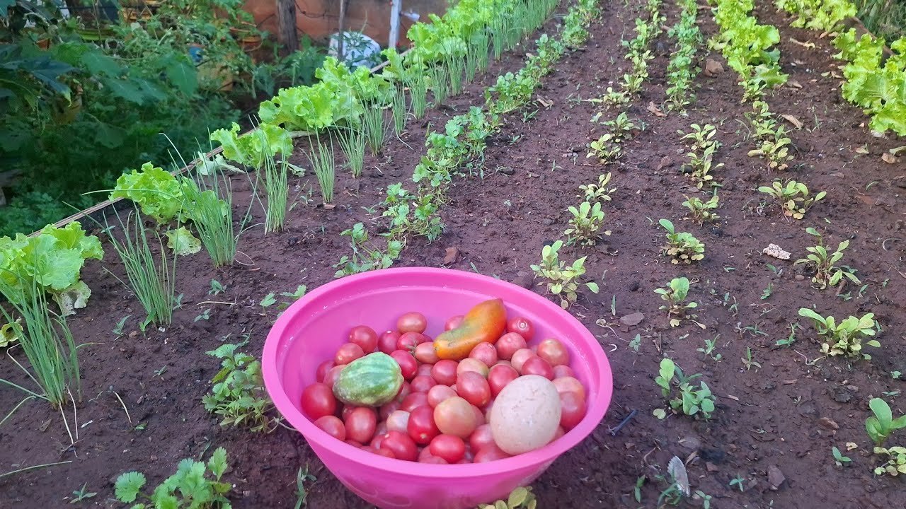 Horta  em pequeno espaço produzindo muito.