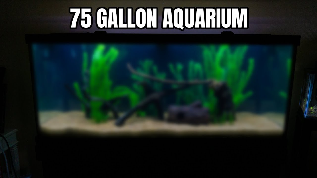 Setting Up My NEW 75G SOUTH AMERICAN Tank