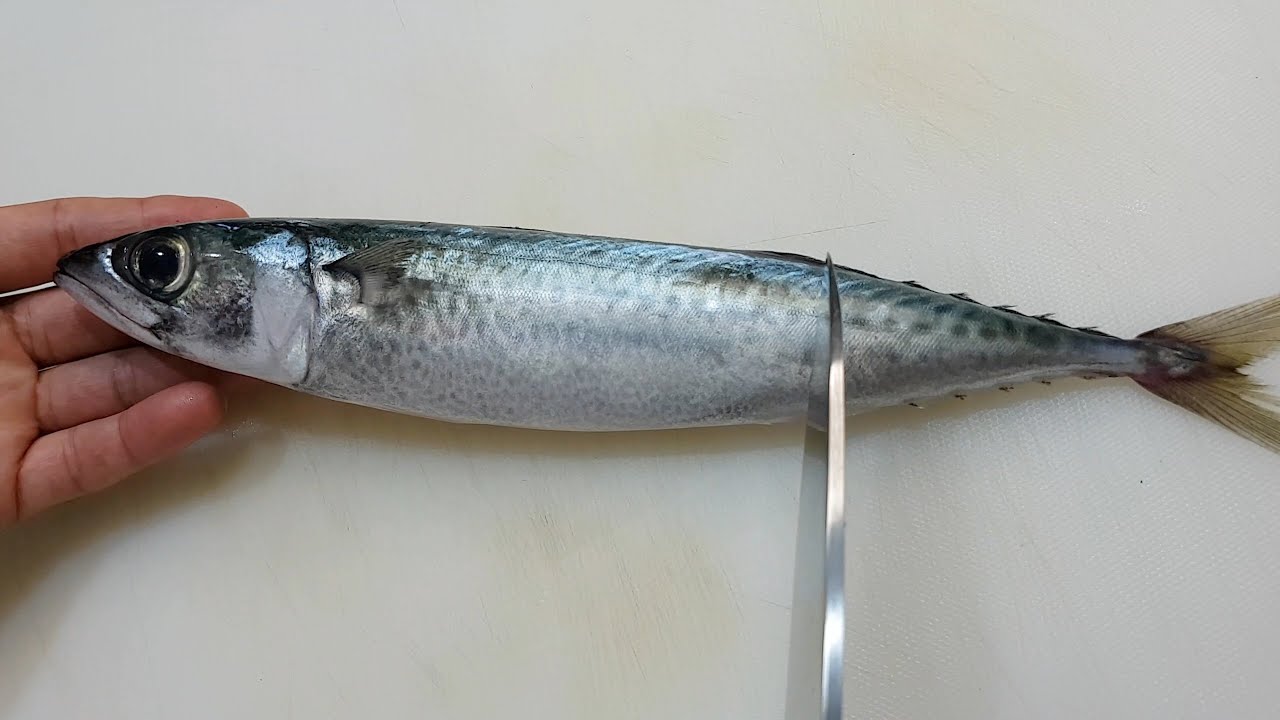 GRAPHIC &ndash; How to fillet a fish &ndash; Filleting Atlantic Mackerel &ndash; Japanese technique