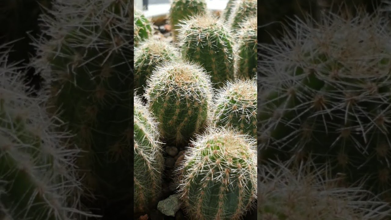 Колючий сентябрь 🌵🌺 #cactuslover #cactus #cactusmania