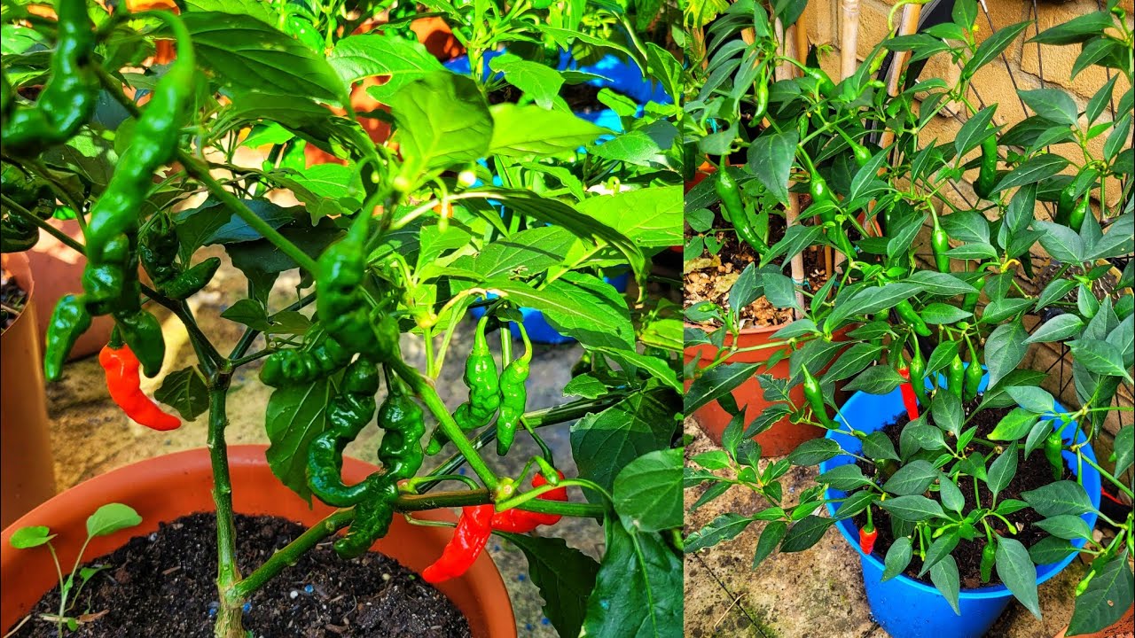 Naga Chilli and other vegetable plants update || Shokher Bagan UK 2025