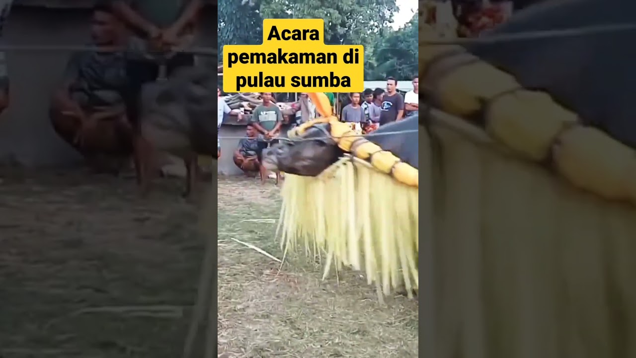 Prosesi adat dalam acara pemakaman di pulau Sumba Provinsi Nusa Tenggara Timur