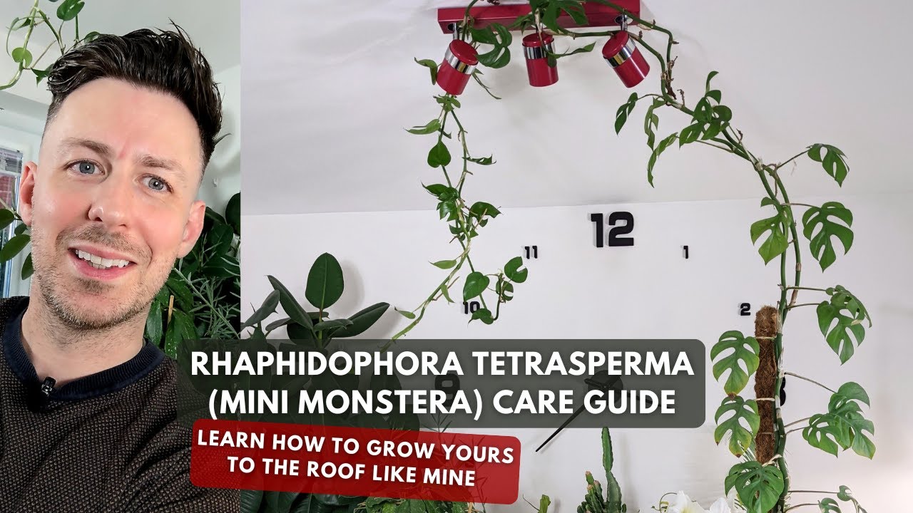 Руководство по уходу и советы по выращиванию мини-монстеры (Rhaphidophora tetrasperma)