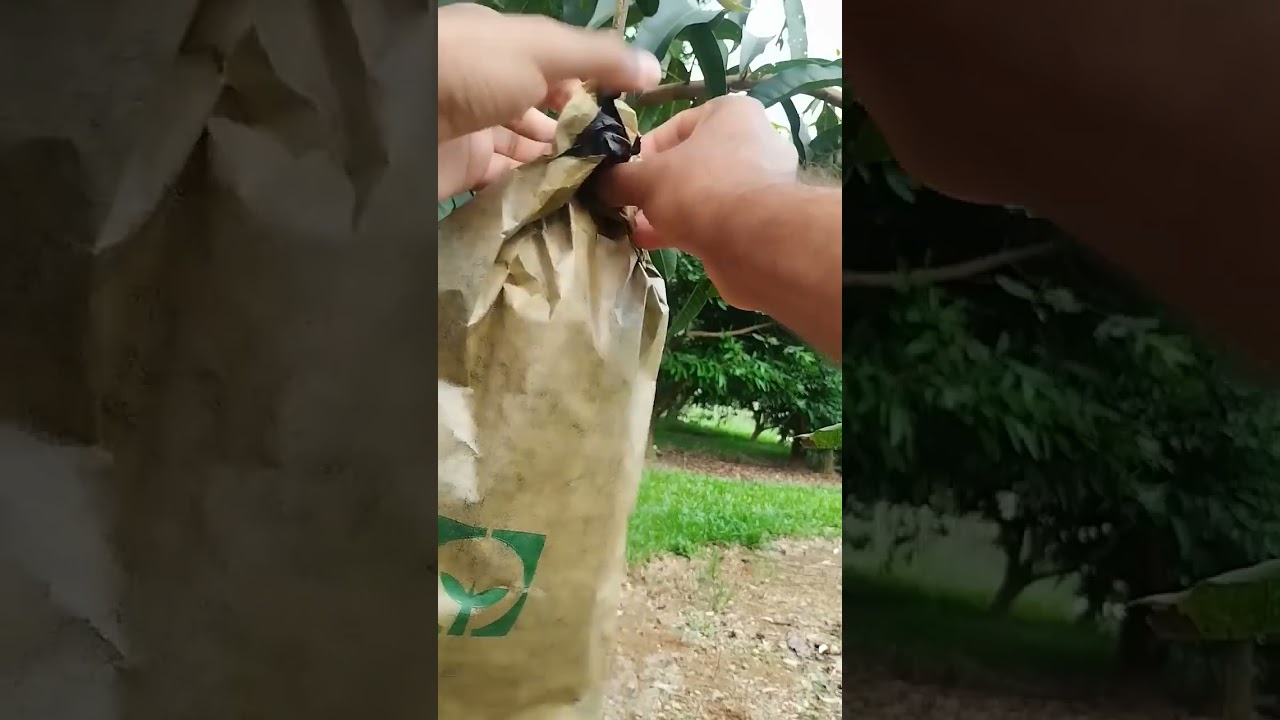 Mango fruit Fruit covering #agriculture #farming#shorts #short #agricultura#pertanian#n&ocirc;ng nghiệp#农业