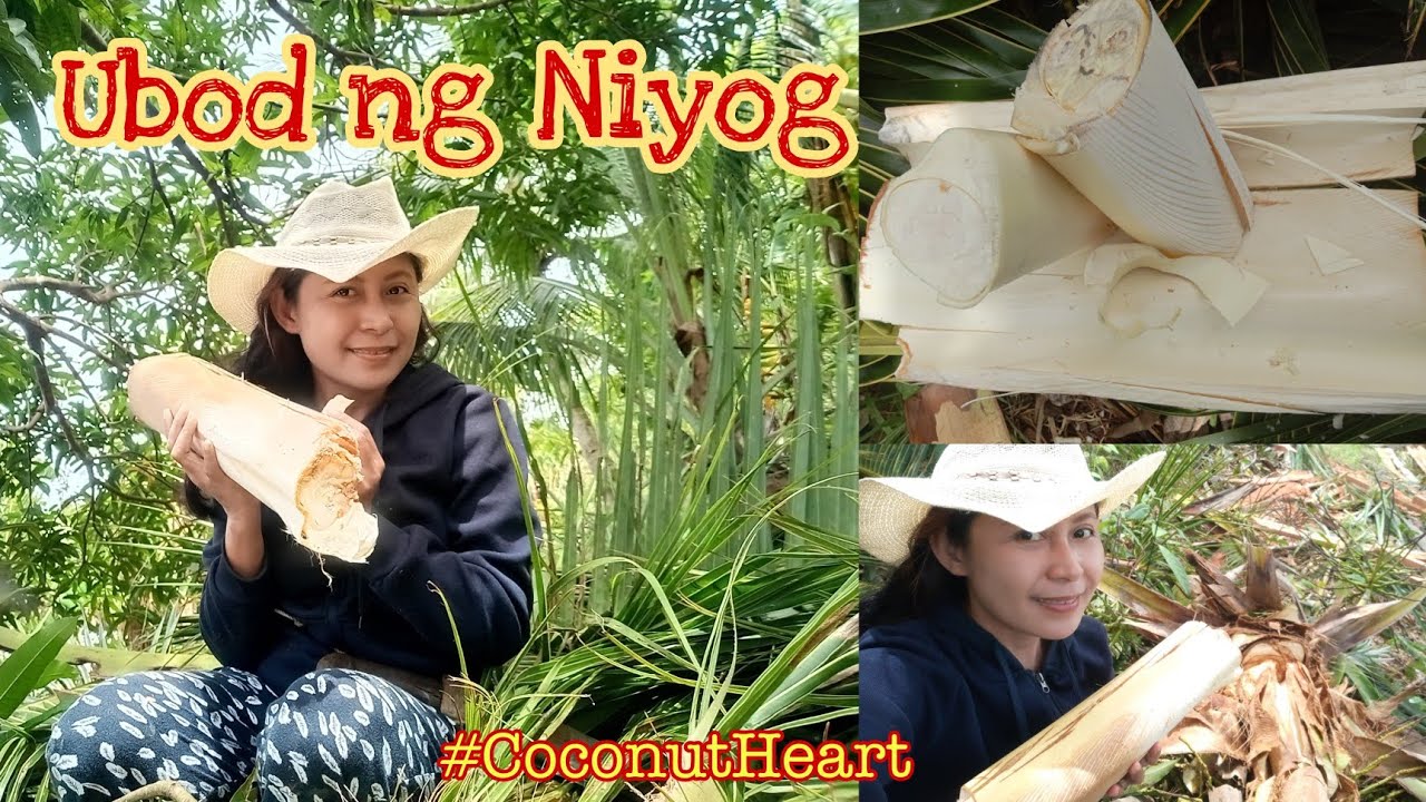 Ubod ng Niyog ubod ng Sarap ||Coconut Heart||