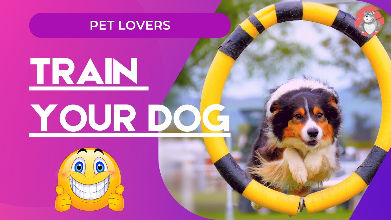 How to train your dog | Pet funny | Cute puppy | #FNpet #funnypet #dogtrain