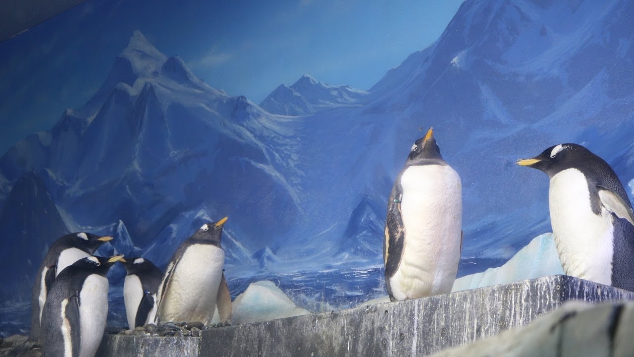 Dingle Oceanworld Aquarium