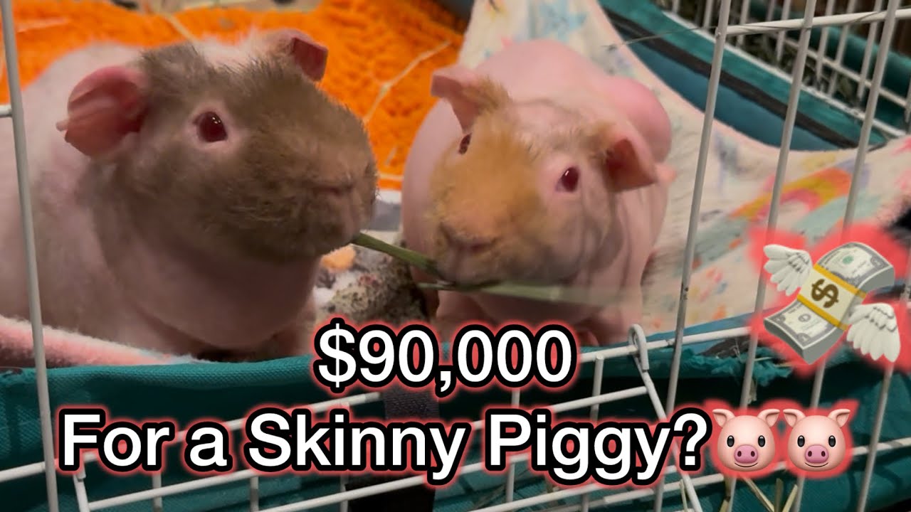 How much would you sell your pet for? Is a Dog Worth More than a Skinny Piggy? Guineadad Reaction
