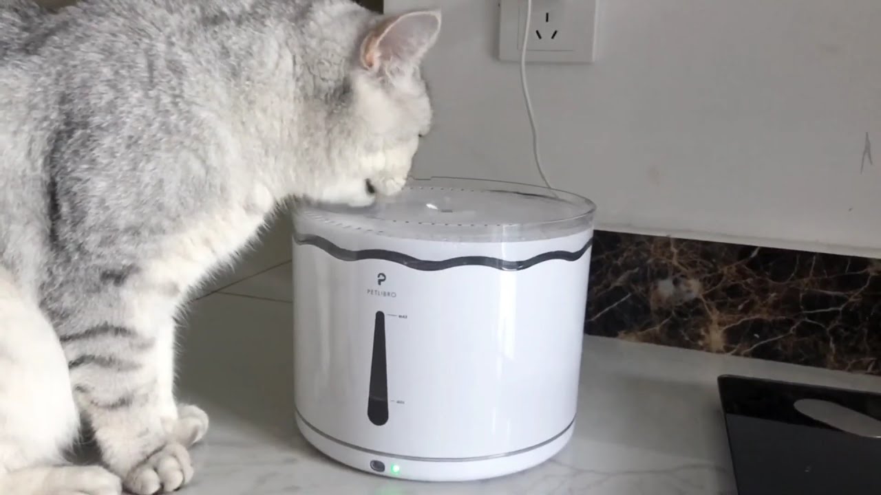 PETLIBRO Cloud Water Fountain | Cat Review