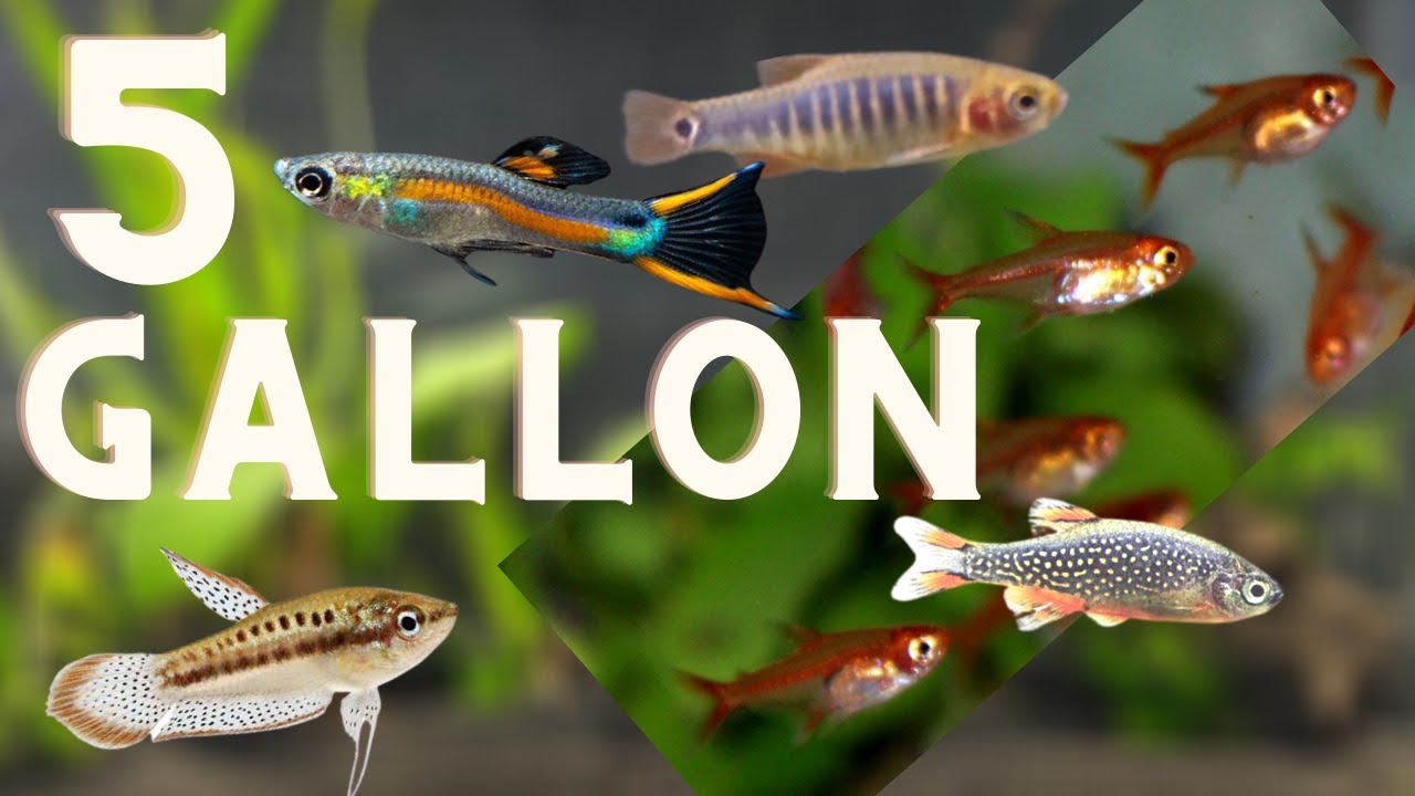 Top 5 Fish For A 5 Gallon
