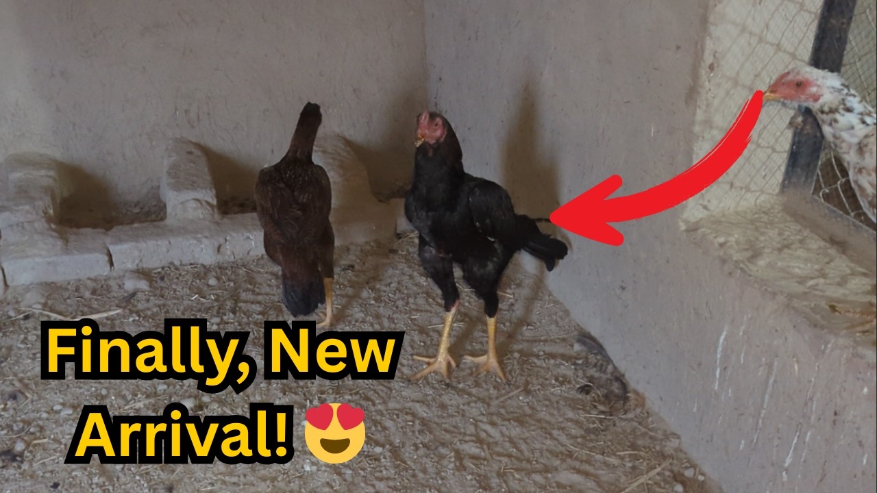 Mini Zoo Mein Aa Gaye Duniya Ke Sabse Pyare Pets! 😍 (Don't Miss)