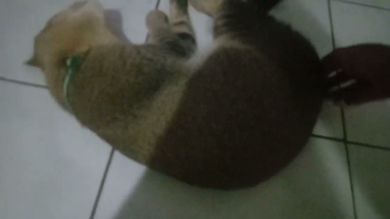 A Cat Flop On Camera.