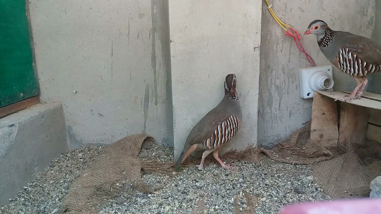 Barbary partridge (chakoor)