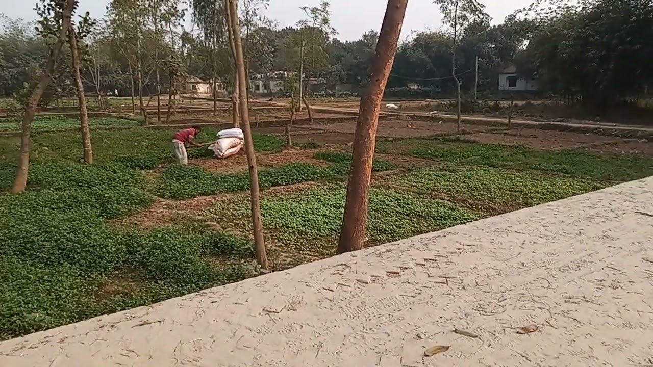 সাভার আশুলিয়া নয়াপাড়া ২ শতাংশ জমি বিক্রি | ১২ ফিট রাস্তা | 📞01683-805276 #জমি_বিক্রি #landsell 