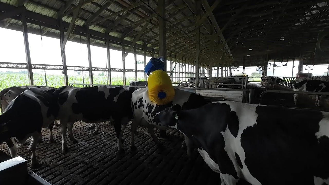 New Cow Brush
