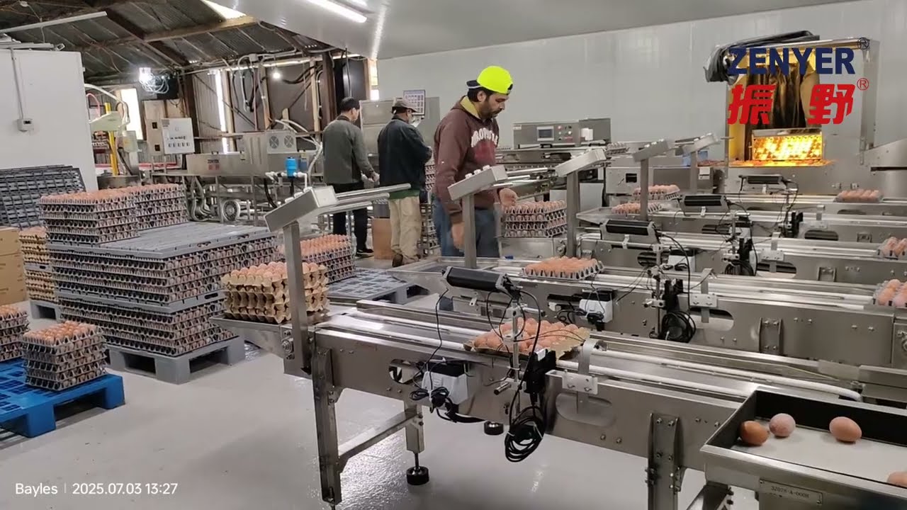 ZENYER 109 Egg Grader with Auto Packer Robotic Loader Visual AI Detector Egg Washer 30,000 eggs/hour