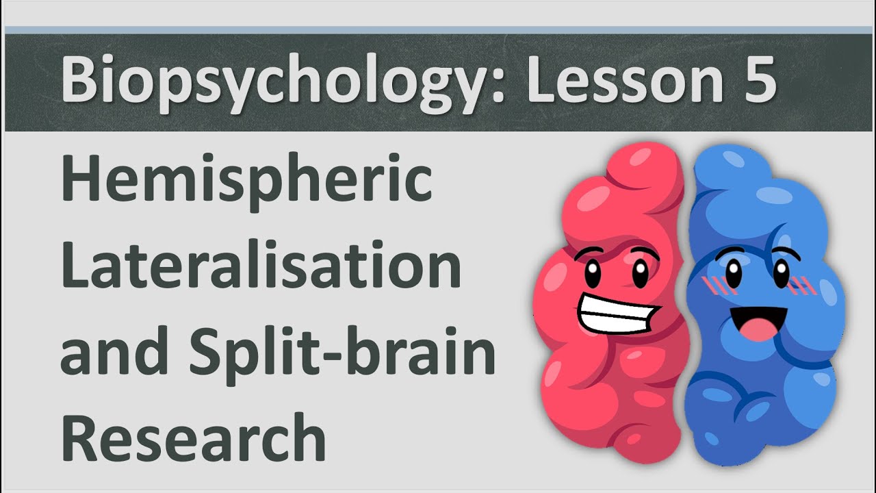 Biopsychology: Lesson 5 - Hemispheric Lateralisation and Split brain Research