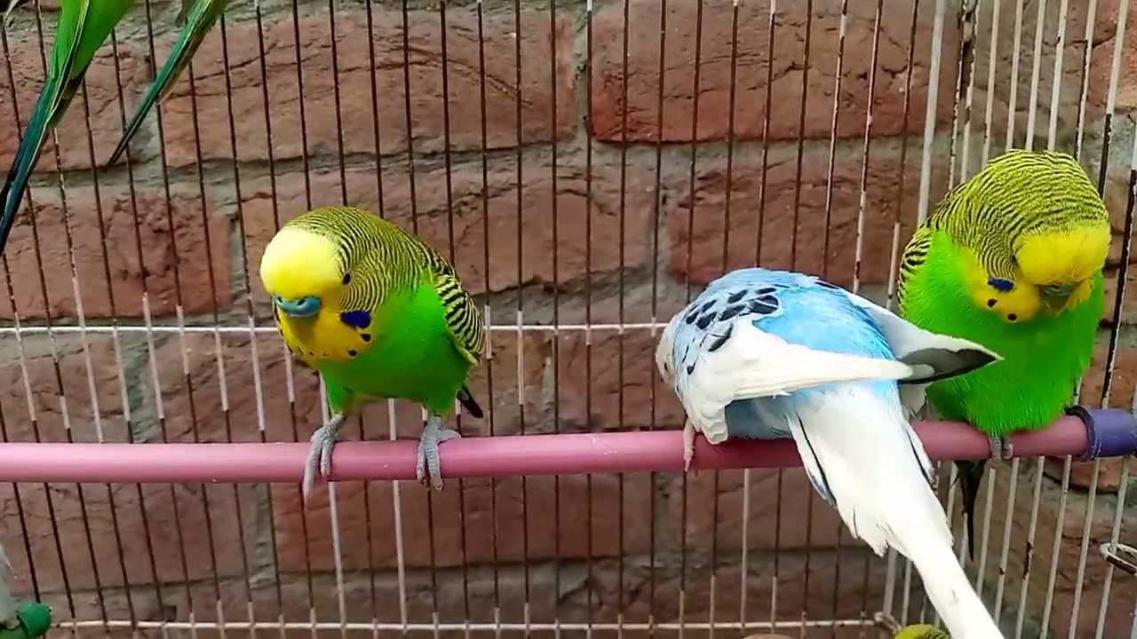 Australian beautiful bird's sounds 
