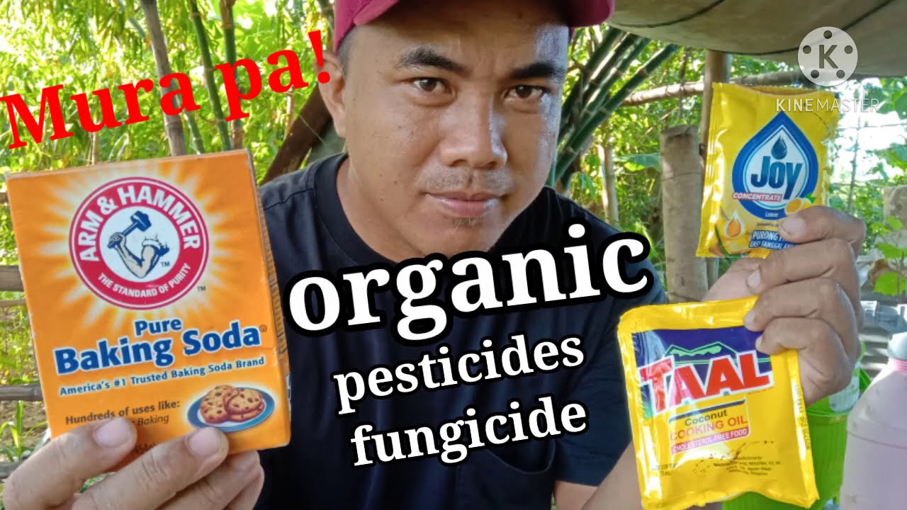 Organic pesticides and fungicide|mura at epektibo pa|baking soda|vlog#35