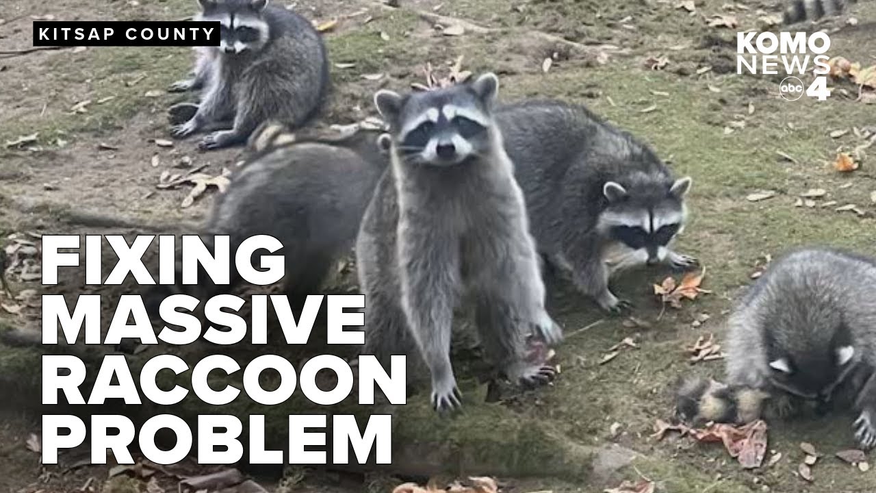 'Word got out in raccoon land': Wildlife operator helps address woman's raccoon problem