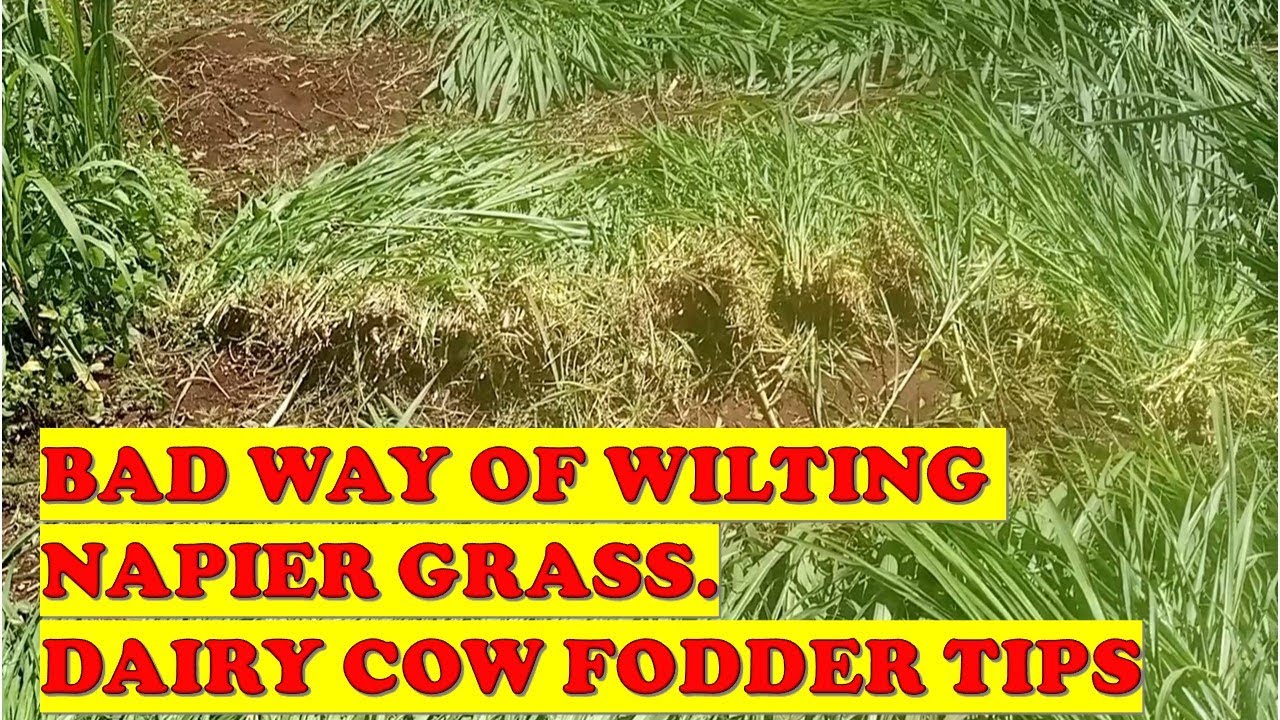 BAD WAY OF WILTING NAPIER GRASS .FODDER TIPS
