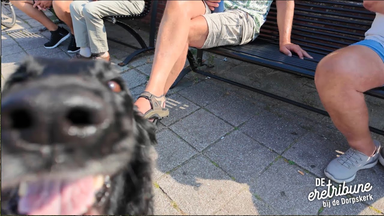 De mannen en hond van de eretribune