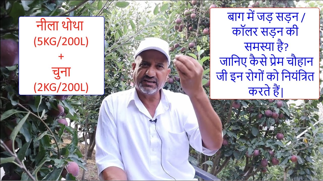 बाग में जड़ सड़न / कॉलर सड़न की समस्या है? जानिए कैसे प्रेम चौहान जी इन रोगों को नियंत्रित करते हैं|