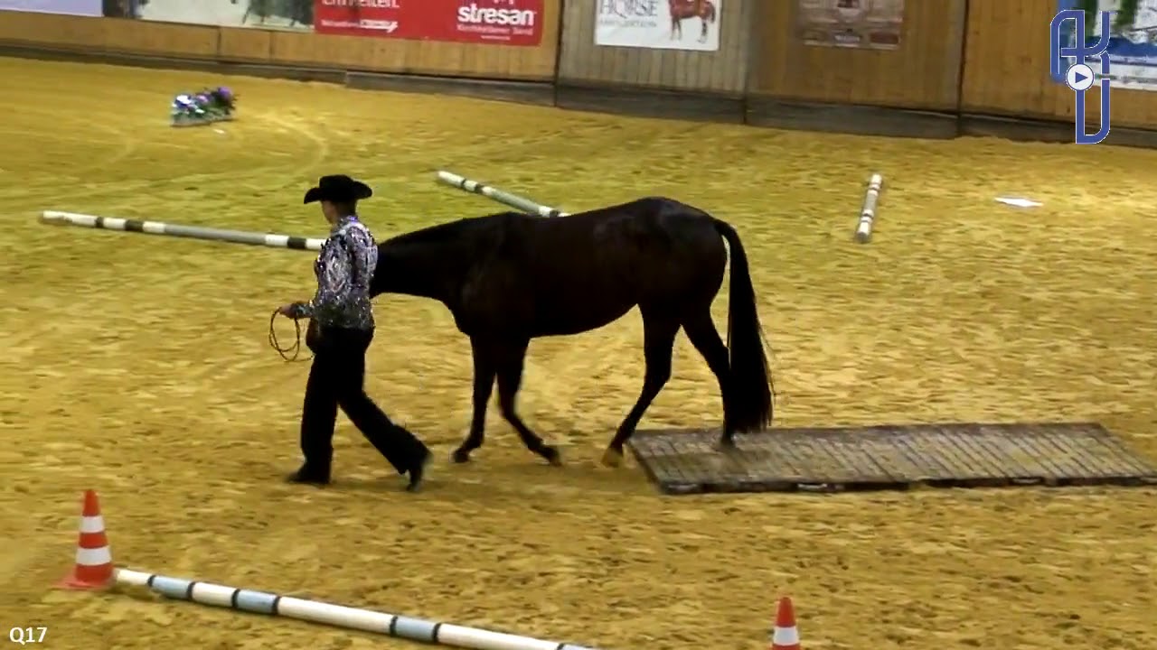 Q17 Trail In Hand 3 Year Old Iliketodanze Gesa Meier Bidmon