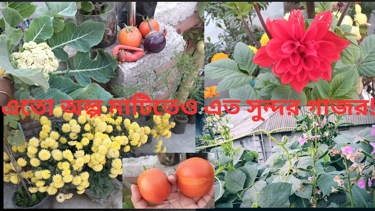 দারুন হারভেস্ট করলাম ছাদবাগানে,এতো অল্প মাটিতে গাজর হয়েছে ||#roofgarden #এসোবাগানকরি 