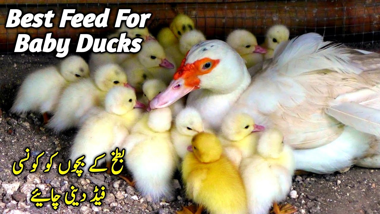 Baby Ducks ko Konsi Feed Deni Chahiye || Best Feed for Baby Ducks || White Muscovy Ducklings Care