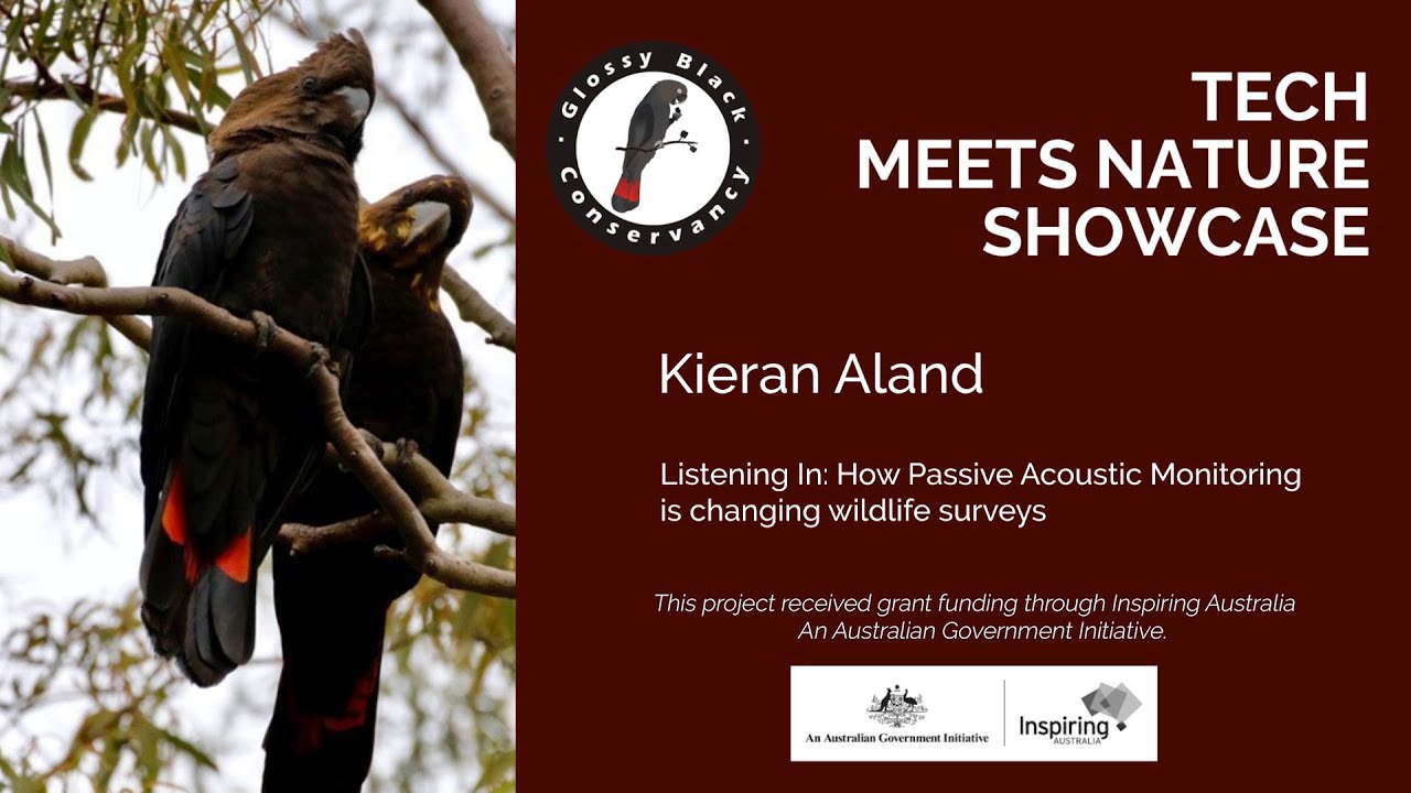 Listening In: How Passive Acoustic Monitoring Is Changing Wildlife Surveys