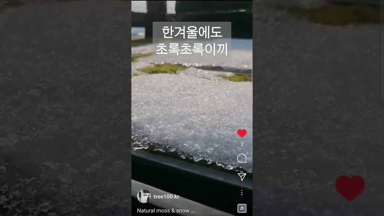 한겨울  눈속에서에도 초록초록 한 이끼  Tree100 이끼농장