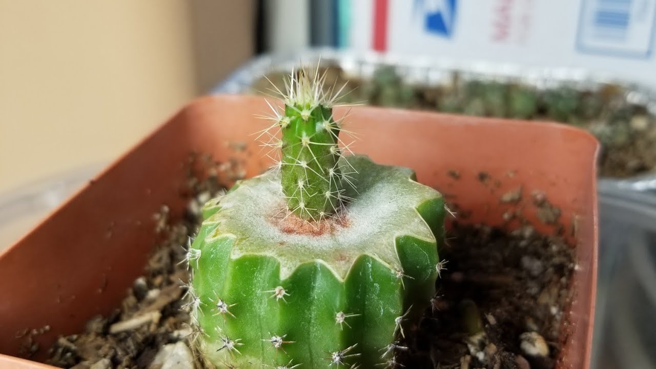 Grafting Cactus: How To Graft Cactus Seedlings On An Established Stock Cactus