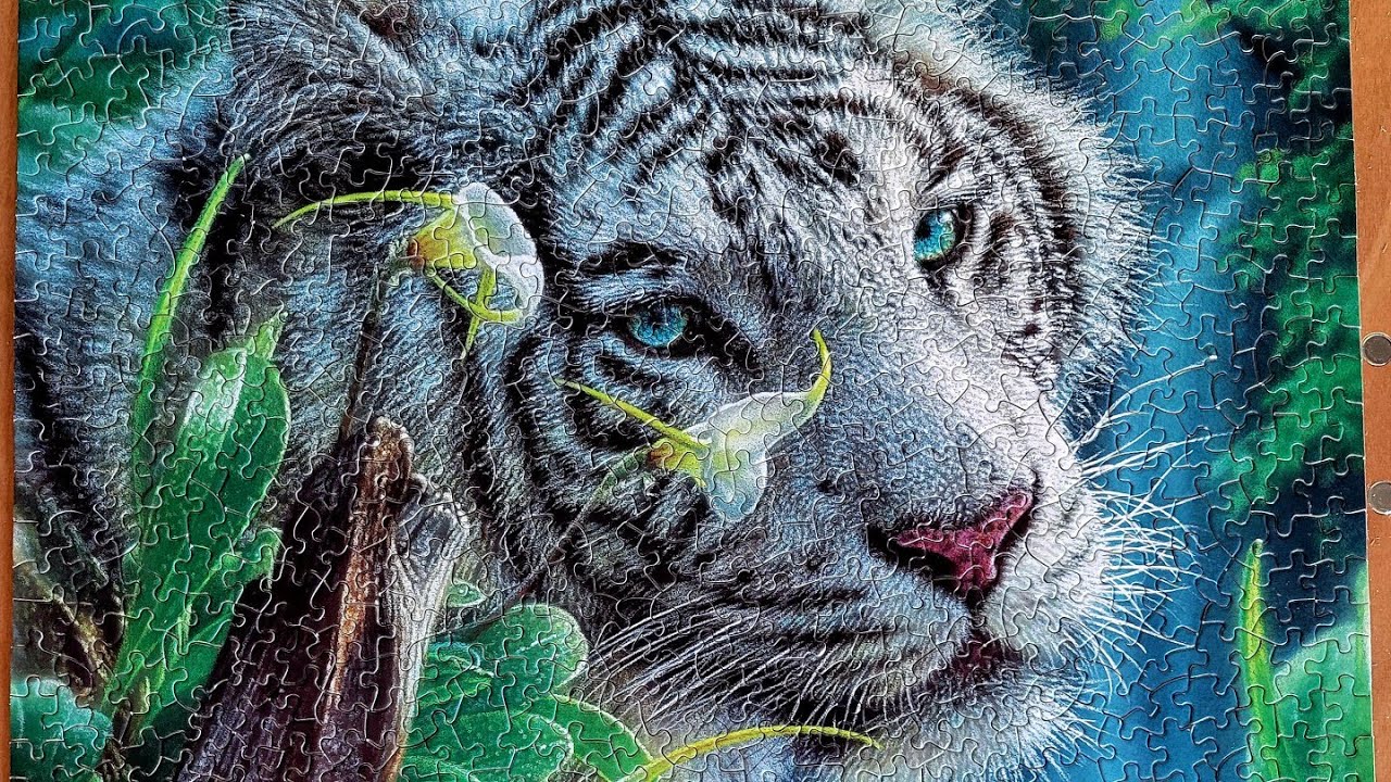 White Tiger of Eden puzzle-lapse