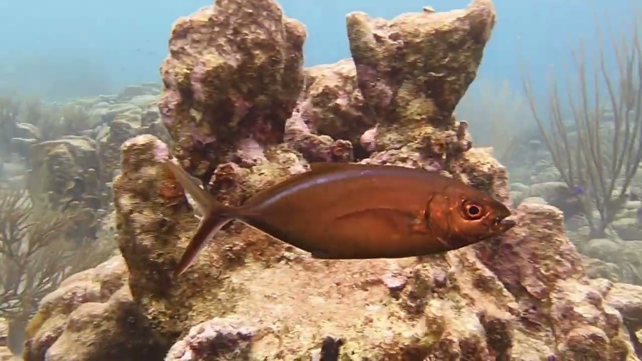 BONAIRE WEBERS JOY, TOLO