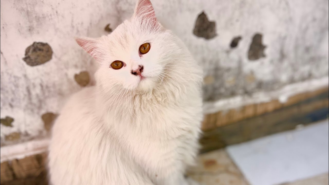 Daily Live Kitten !! ❤️😍😘 #cat #kitten #youtube 