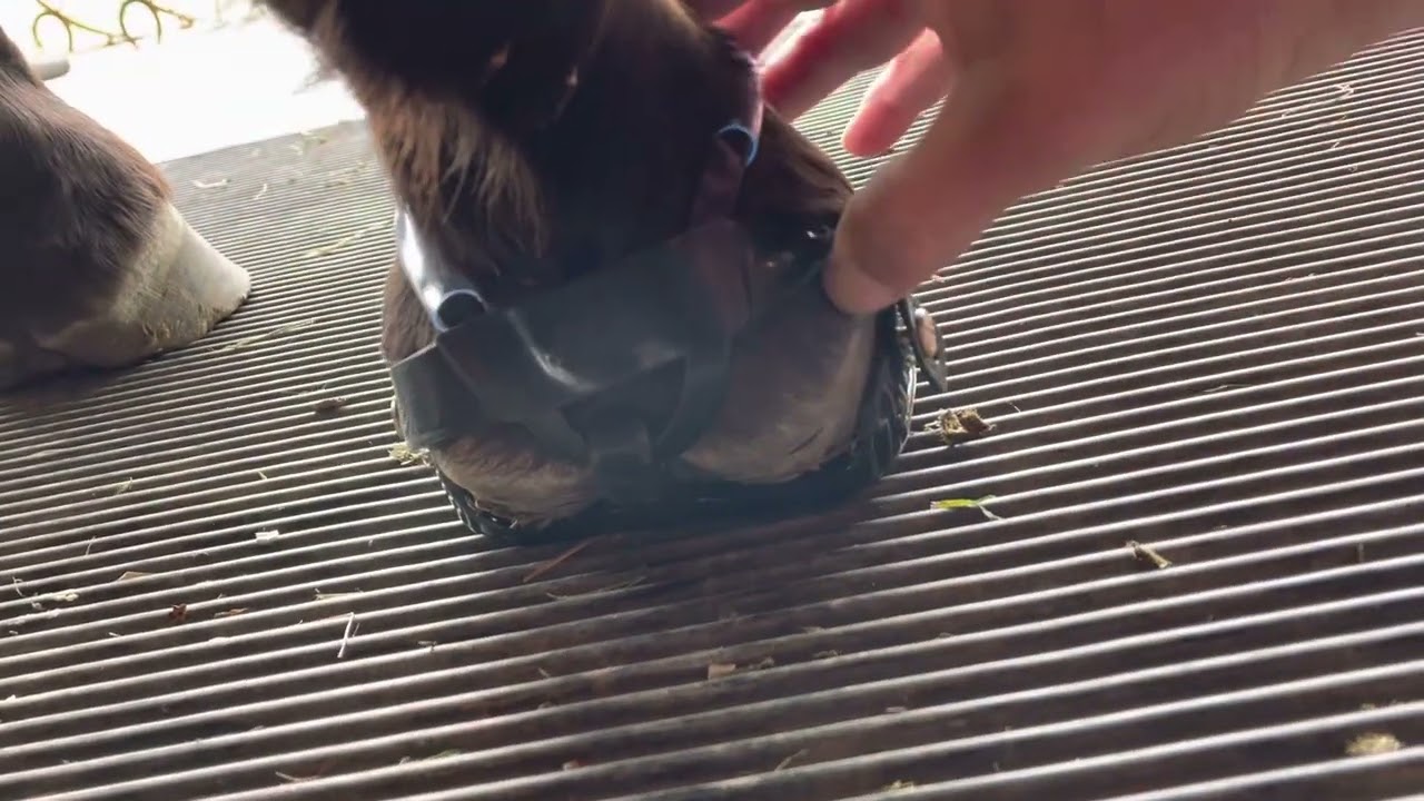 Scoot Enduro and Proper fit