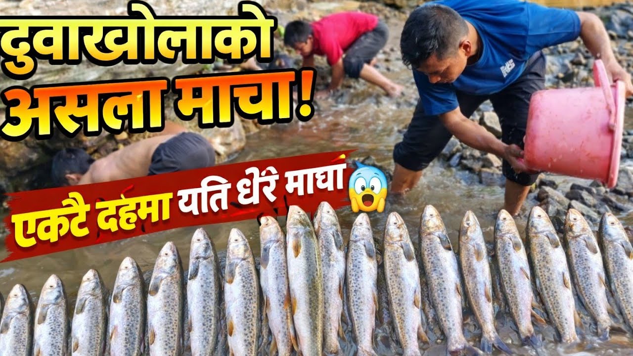 एउटै दहमा यति धेरै माछा| दुवाली थुनेर असला माछा मार्ने  तरिका 🐟 | Traditional Diwali Fishing Nepal 