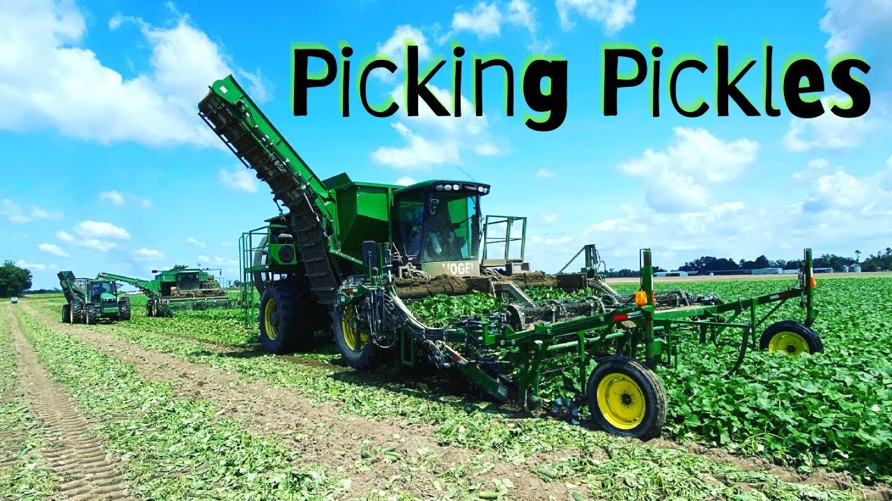 Florida Cucumber Harvest