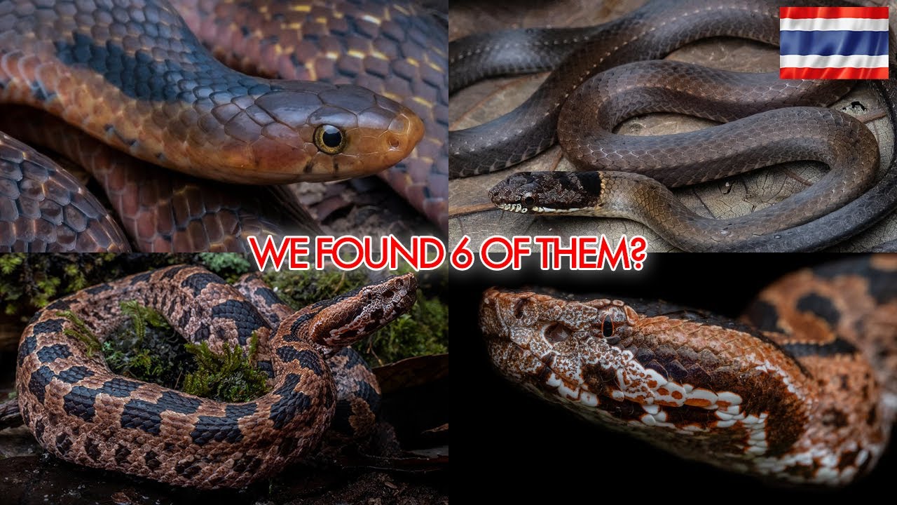 RECORD BREAKING night of herping in Northern Thailand!
