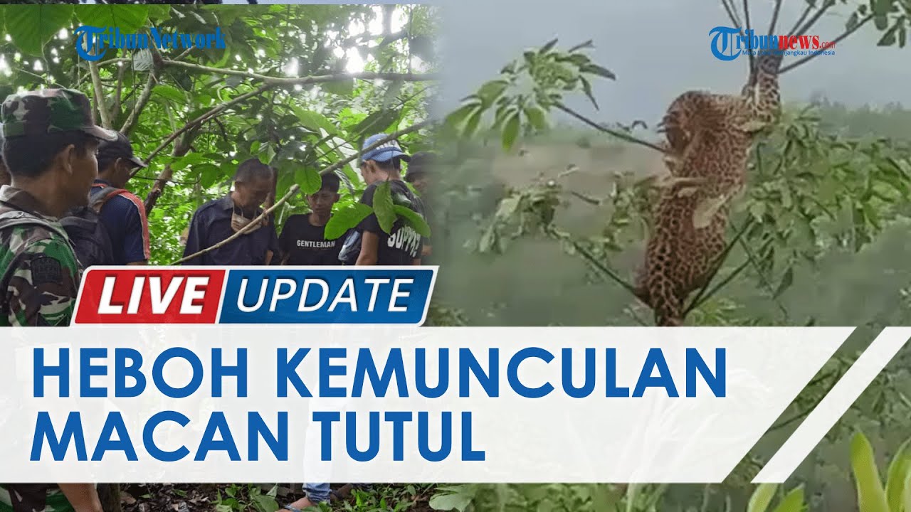 Heboh Video Macan Tutul Panjat Pohon di Permukiman Kuningan Jabar, Warga Setempat Kini Resah