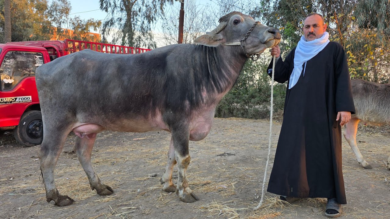 دبابات الجاموس الوالد والعجلات البقر العشر من مزرعة الحاج فتحي العزب سلالات واسعار مش موجودة
