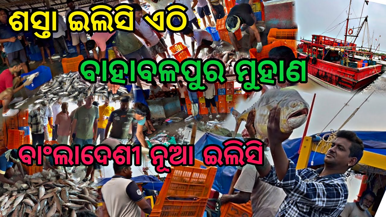 ଖାଲି ଏଥର 🐟 ଇଲିସି ଶସ୍ତା 😰 // Bahabalpur Fish Market  Baleswar 😲 ଇଲିସି ରେଟ କେତେ ❓