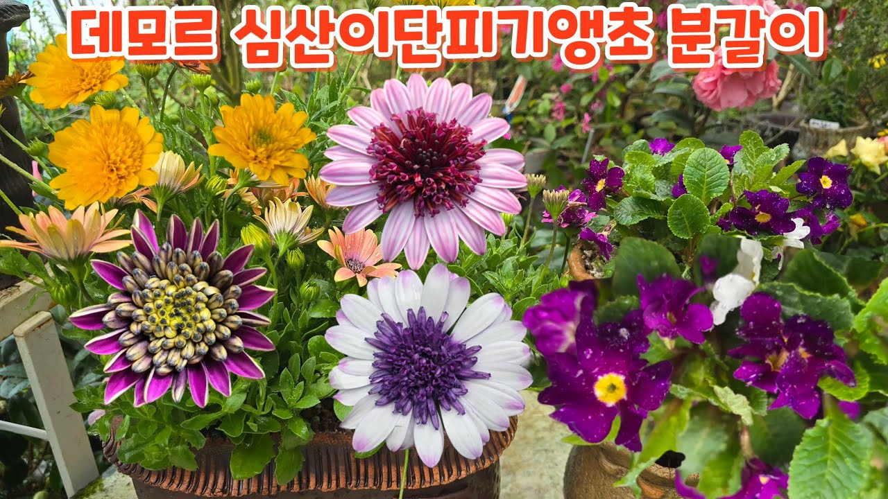 #심산이단피기앵초 #데모르 #분갈이 #흙배합 #키우기 #처음처럼야생화