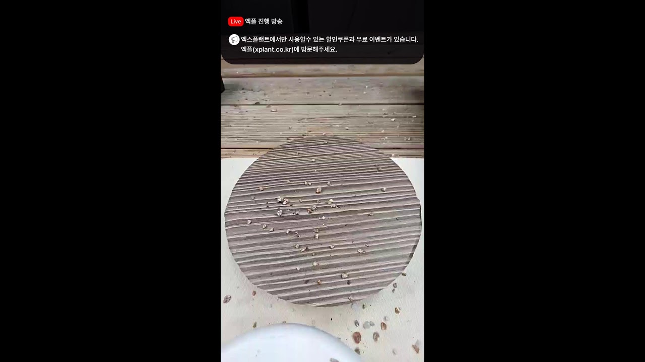 가이안 라이브 - #다육판매영상 #다육판매방 #다육판매하는곳 #다육이 #다육이를부탁해 #다육이판매영상 #다육이라이브 #다육이화분 #선인장 #코덱스 #코노피튬