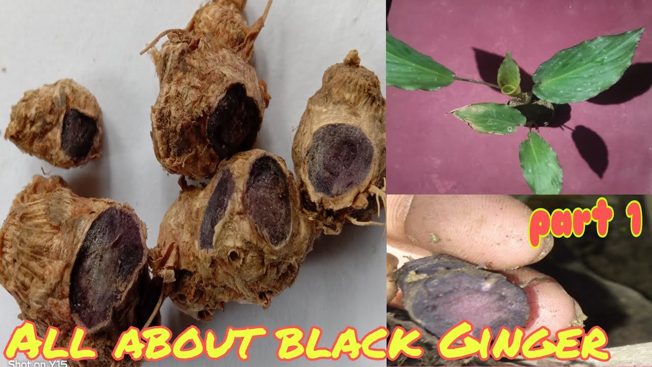 All about black ginger ( part 1)